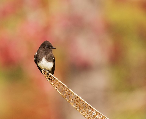 olive sided flycatcher reduced 2024 olive sided flycatcher reduced 2024